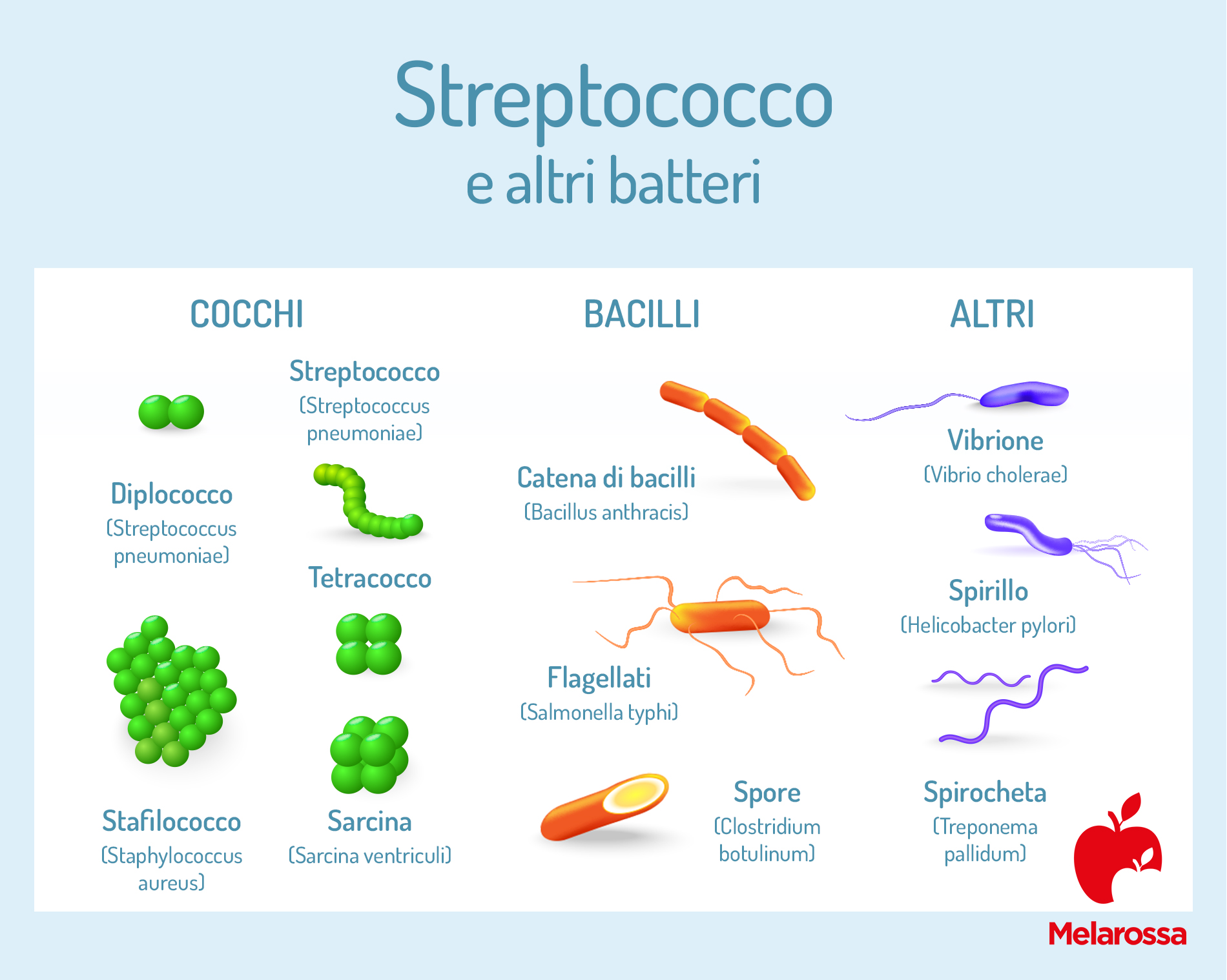 Infezioni da streptococco: cosa sono, quali sono, sintomi e come curarle 1 Streptococco e altri batteri