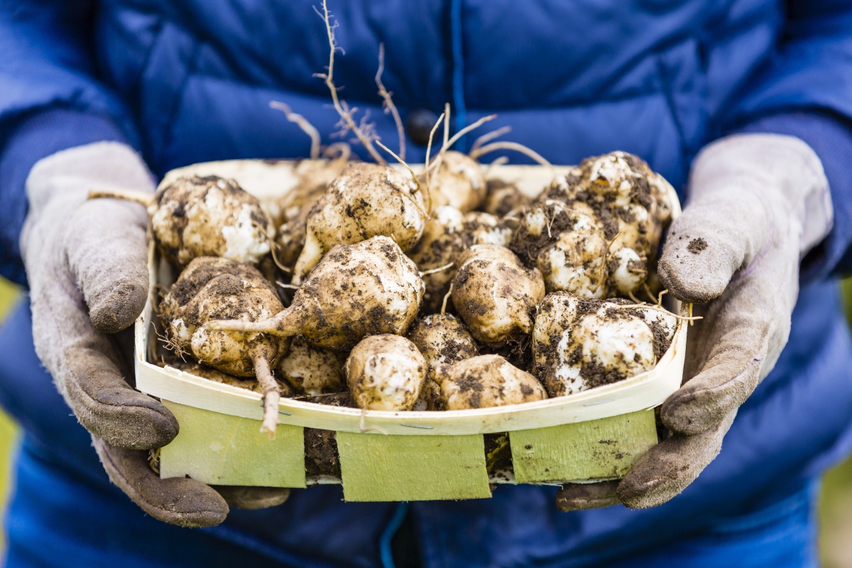 Autunno: 8 alimenti per aumentare le tue difese immunitarie 9 alimenti per aumentare le difese immunitarie