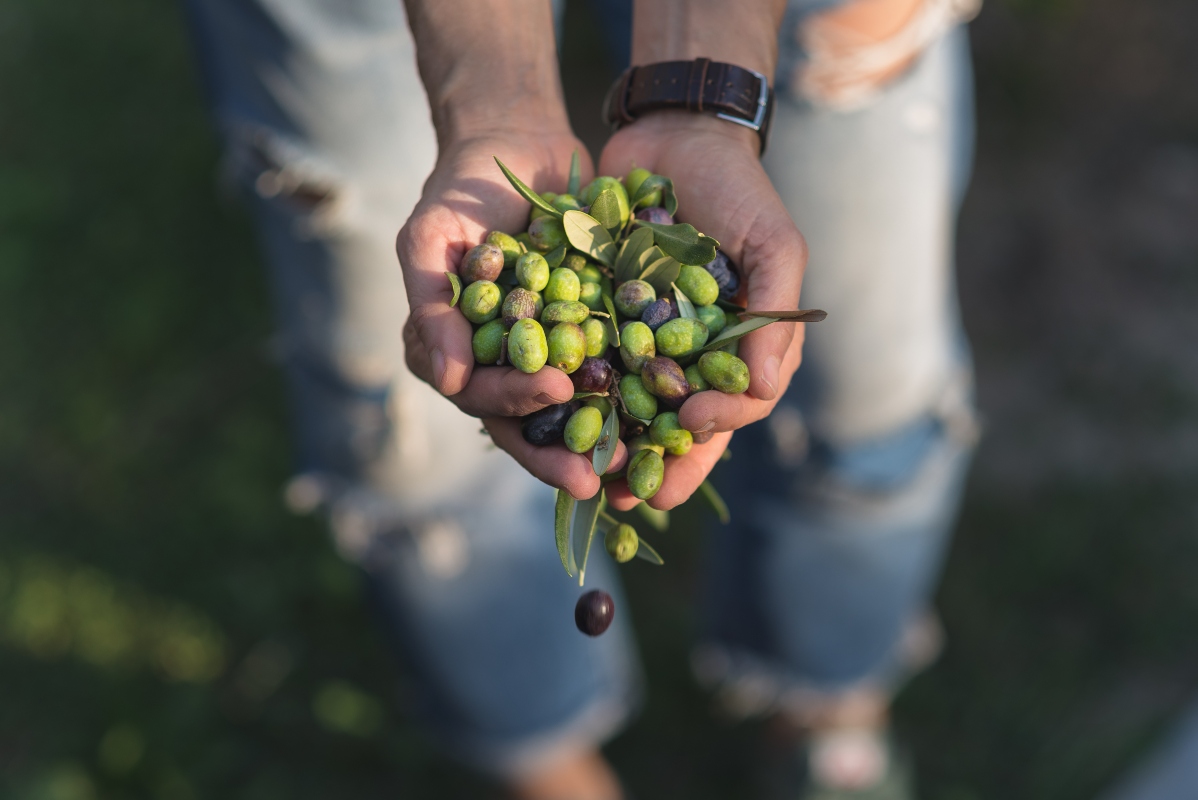 Olive: valori nutrizionali, a cosa fanno bene, calorie e ricette 1 Un uomo che tiene in mano delle olive appena raccolte