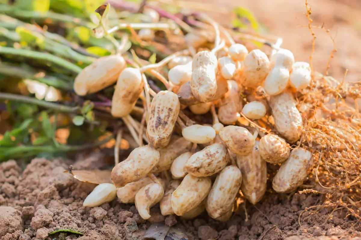 Arachidi: valori nutrizionali, proprietà, calorie e controindicazioni 6 arachidi: varietà