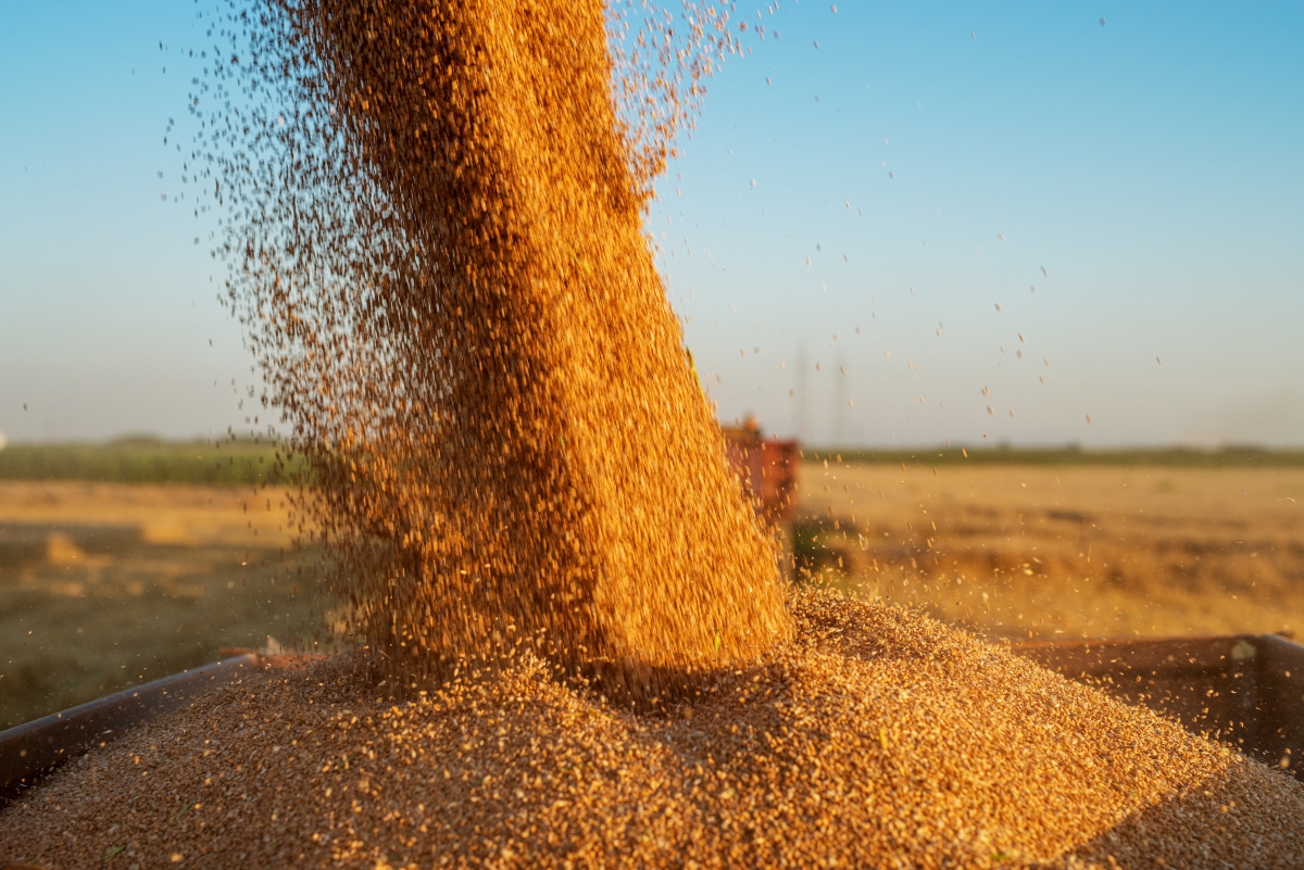 Frumento: tipi di grano, valori nutrizionali, benefici, ricette, intolleranza al grano 5 frumento: botanica