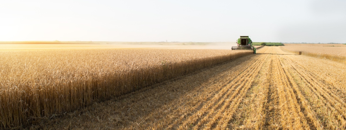 Frumento: tipi di grano, valori nutrizionali, benefici, ricette, intolleranza al grano 7 frumento: coltivazione