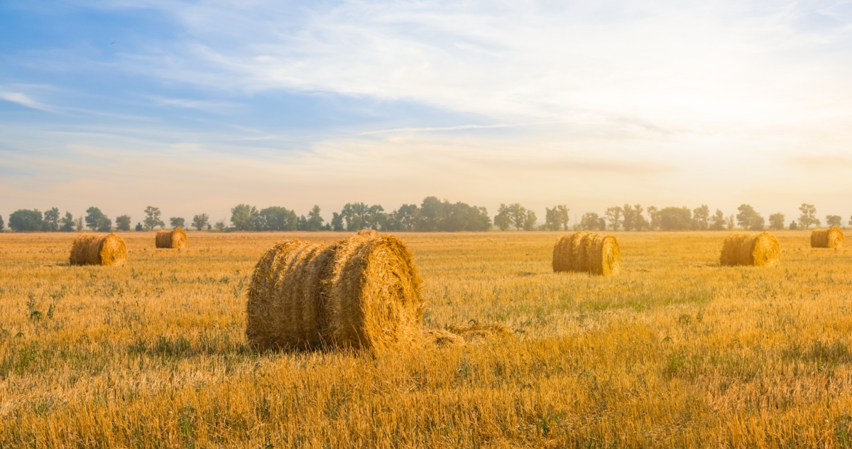 Frumento: tipi di grano, valori nutrizionali, benefici, ricette, intolleranza al grano 6 frumento: storia