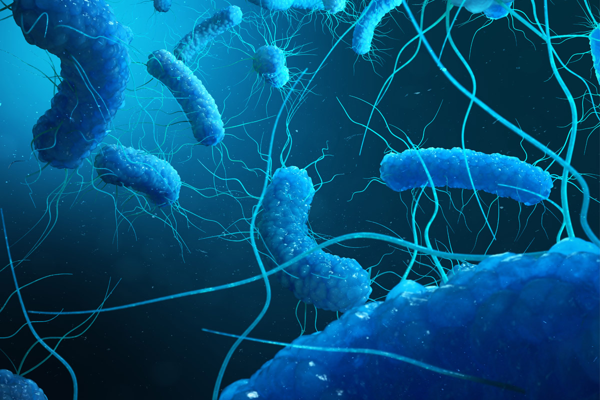 Nuova scoperta sull'infarto: un batterio intestinale, l'Escherichia coli, lo favorisce 1 infarto legame batterio escherichia coli