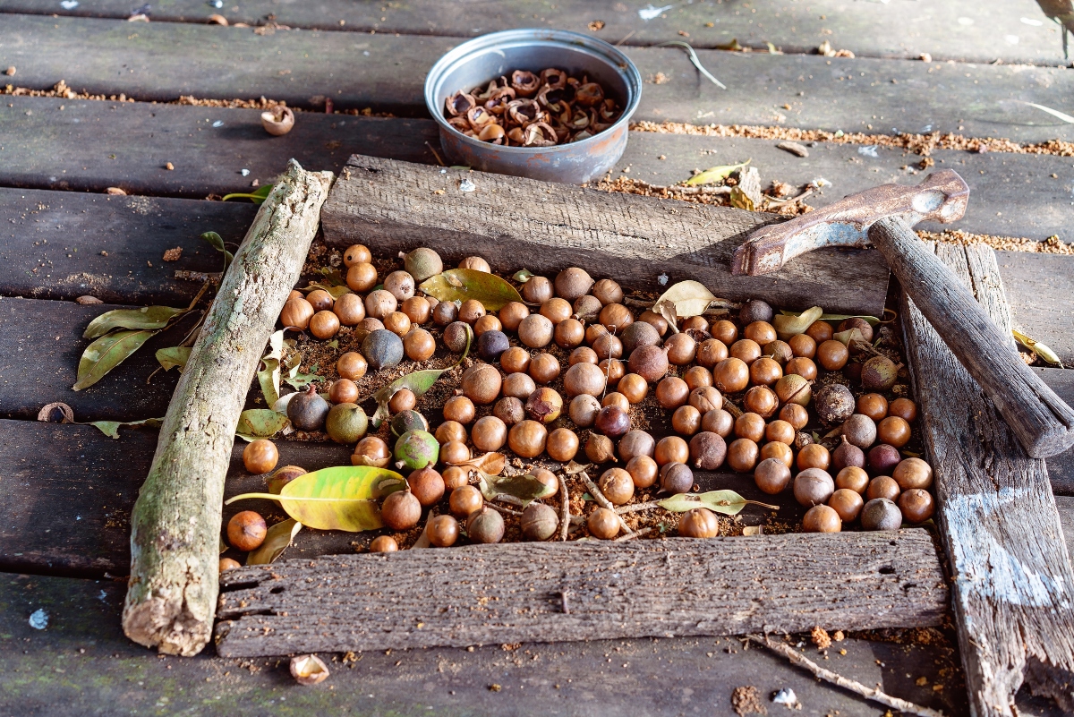Noci di macadamia: cosa sono, benefici, valori nutrizionali, controindicazioni e usi in cucina 2 noci di macadamia: storia