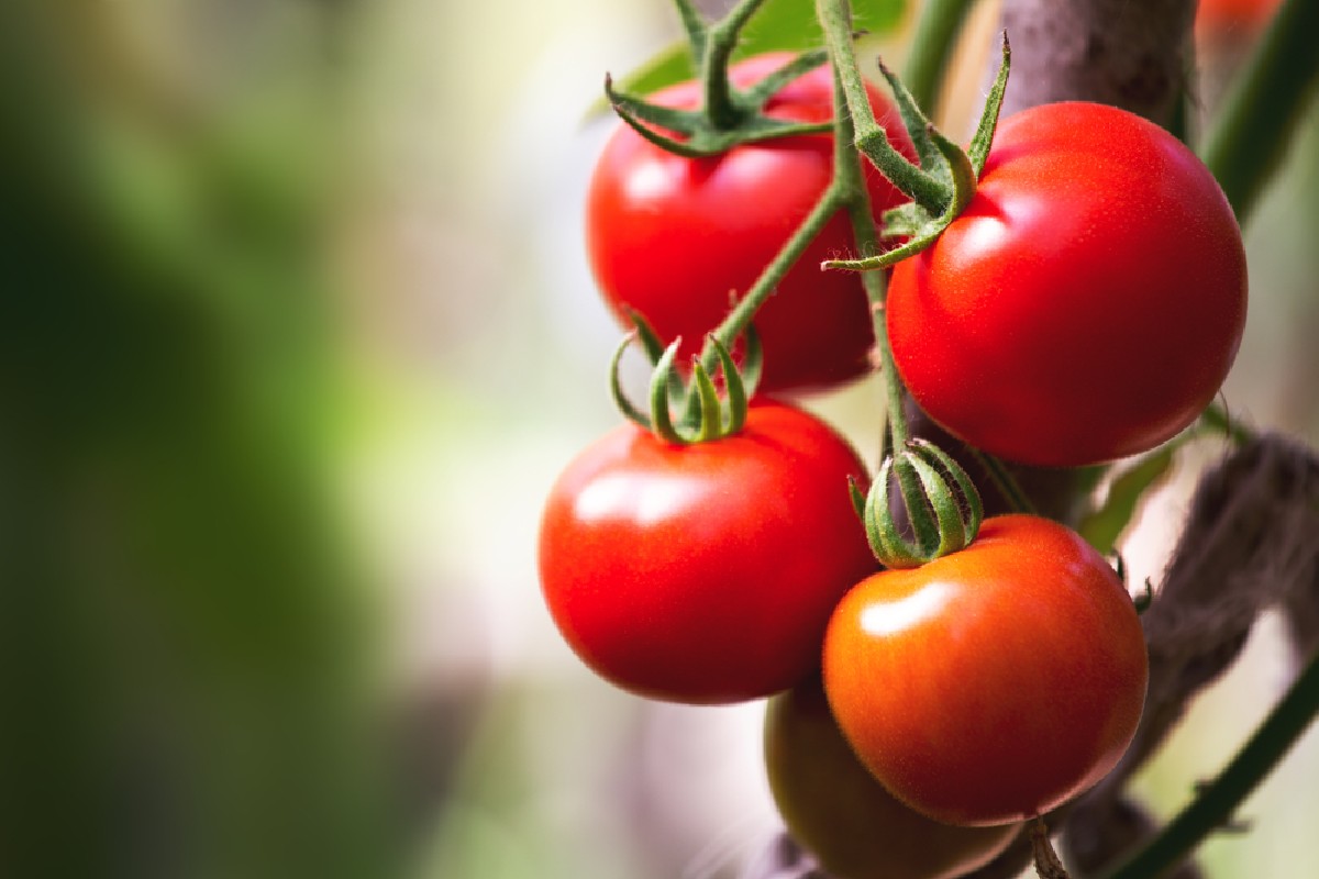 Prostata: impara a proteggerla a tavola 2 pomodori