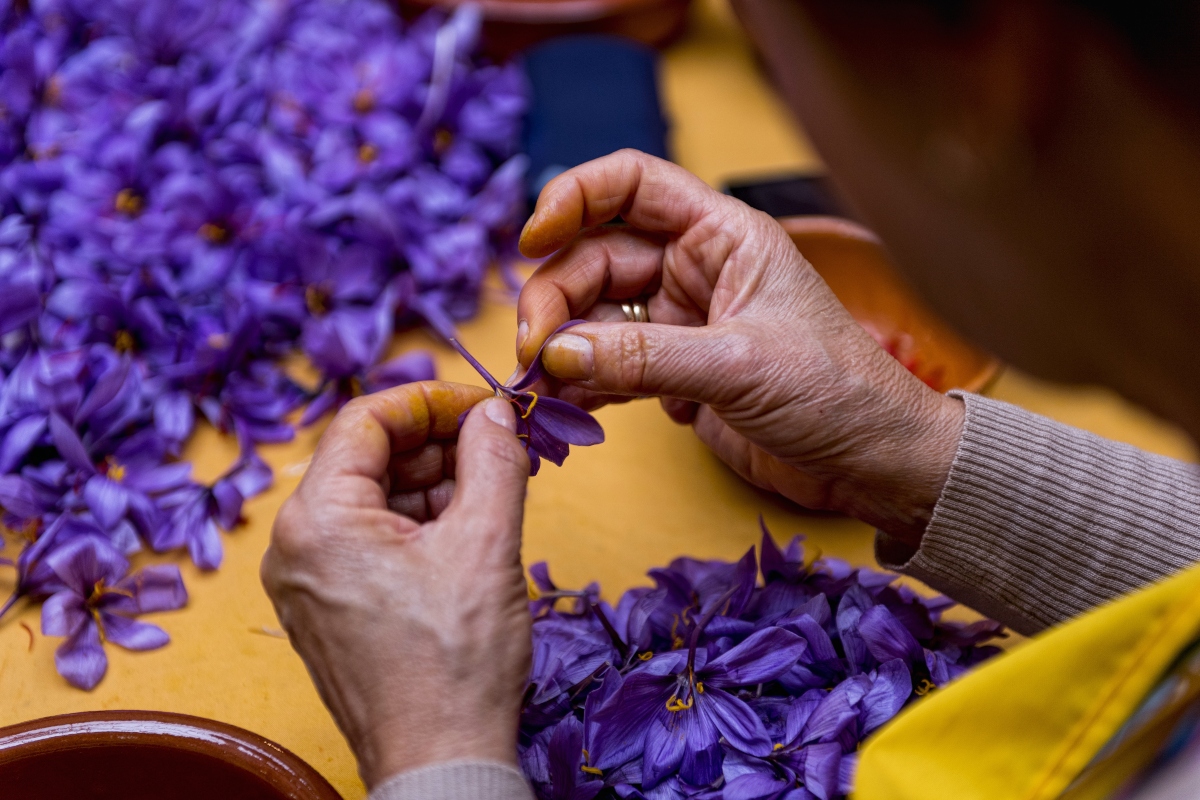 Zafferano: cos'è, proprietà, benefici, valori nutrizionali e come si usa 11 zafferano: botanica