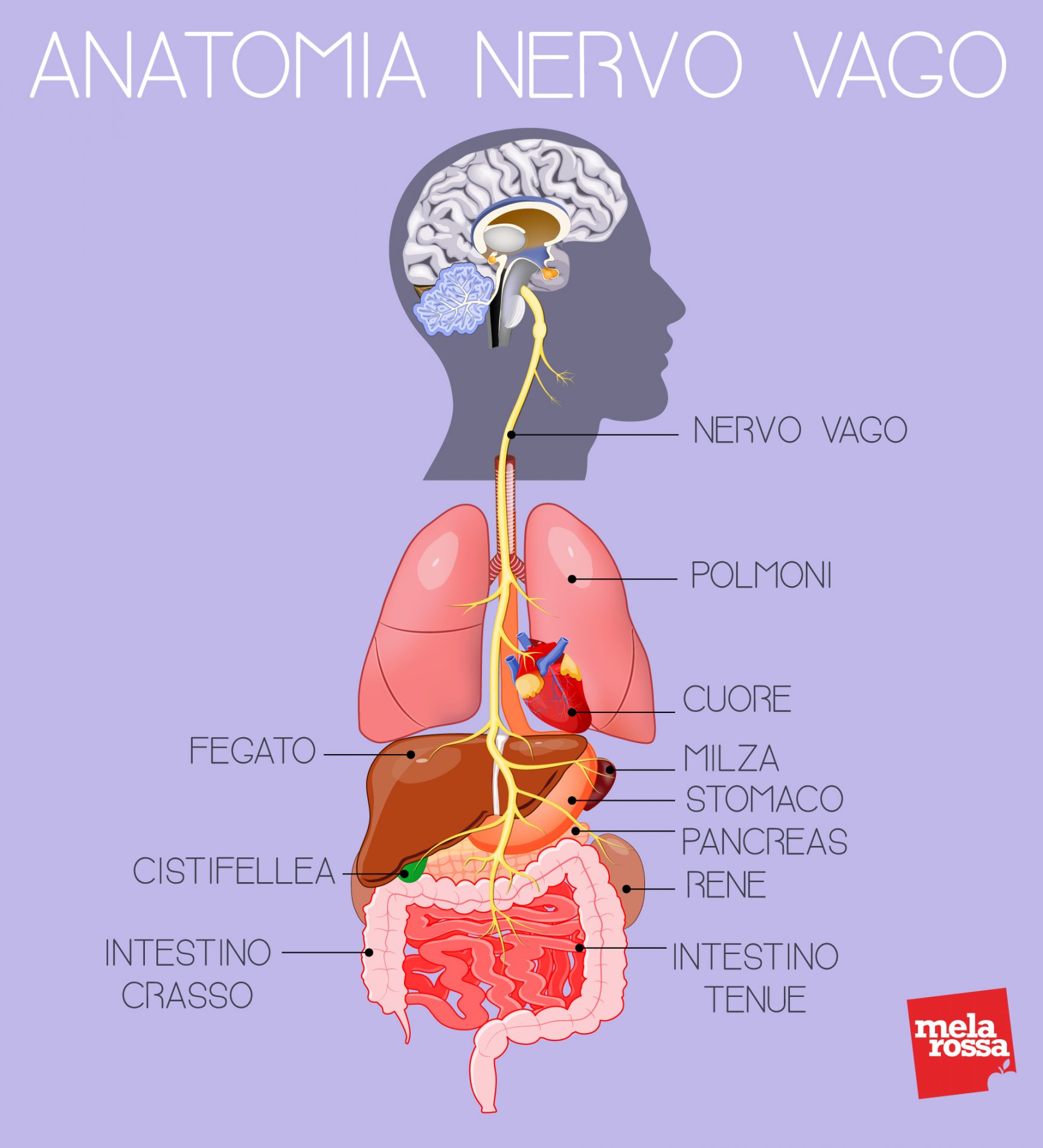Nervo vago: che cos’è, anatomia, funzionalità, disturbi, sintomi della crisi vagale e cure 3 anatomia del nervo vago