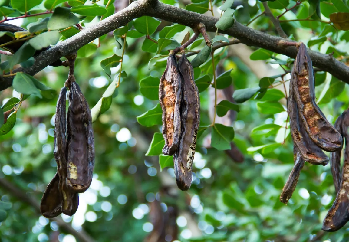Carruba, sostituto del cioccolato che fa bene alla linea: proprietà, benefici, usi in cucina 1 cos'è la carruba