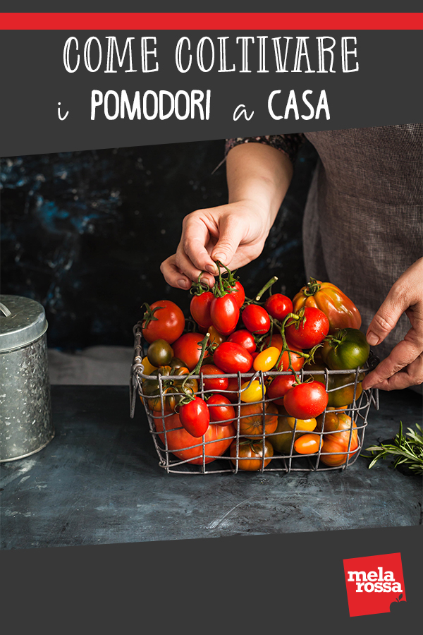 Coltivare pomodori a casa: video tutorial e consigli 1 coltivare pomodori a casa tua : video tutorial