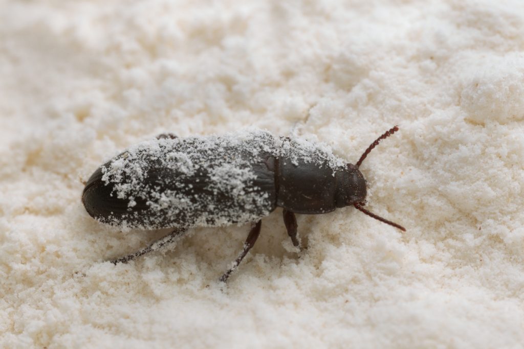 Dall'Italia una farina nutraceutica ricavata da un insetto 1 Il Tenebrio Molitor viene allevato con scarti ceralicoli e alimentari