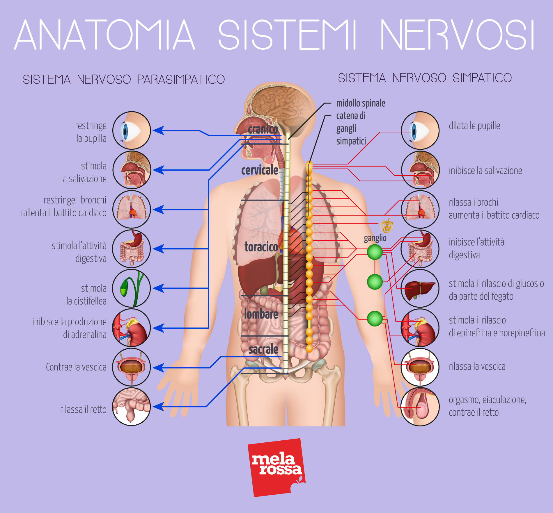 Nervo vago: che cos’è, anatomia, funzionalità, disturbi, sintomi della crisi vagale e cure 2 anatomia del sistema nervoso simpatico e parasimpatico