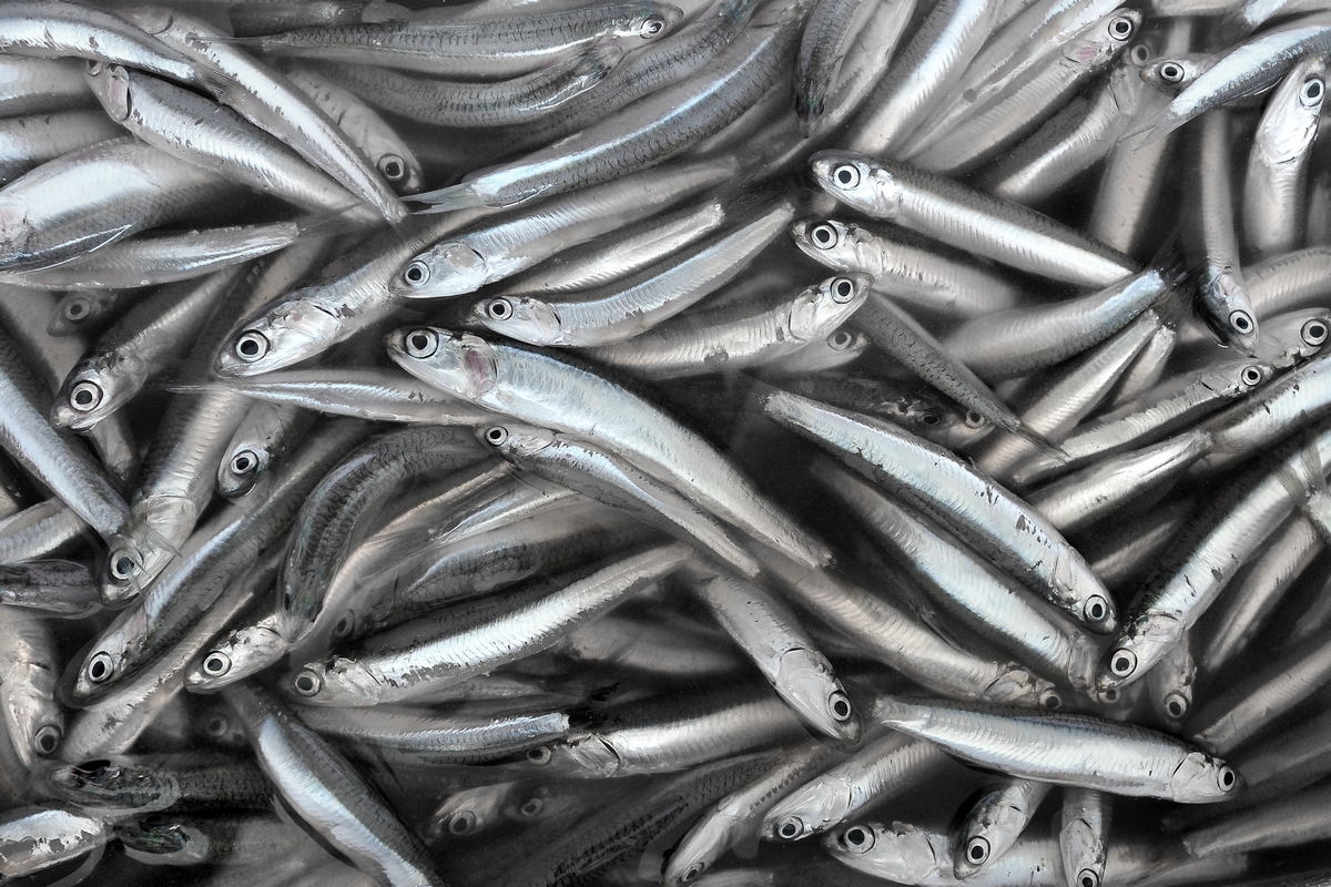 Che cos'è la sindrome sgombroide? 2 pesce