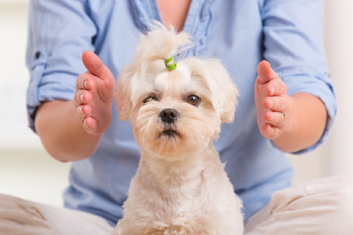 Reiki: cos'è, storia, principi, livelli, benefici e critiche 4 reiki e animali