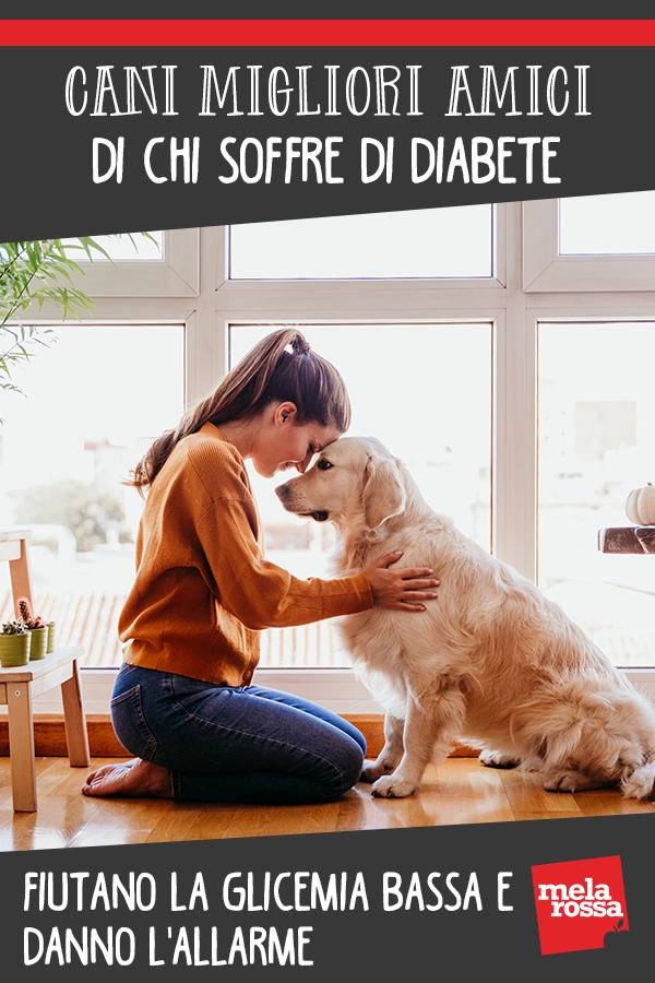 Cani migliori amici di chi soffre di diabete: fiutano l'ipoglicemia e danno l'allarme 1 Cani alleati diabete fiutano ipoglicemia