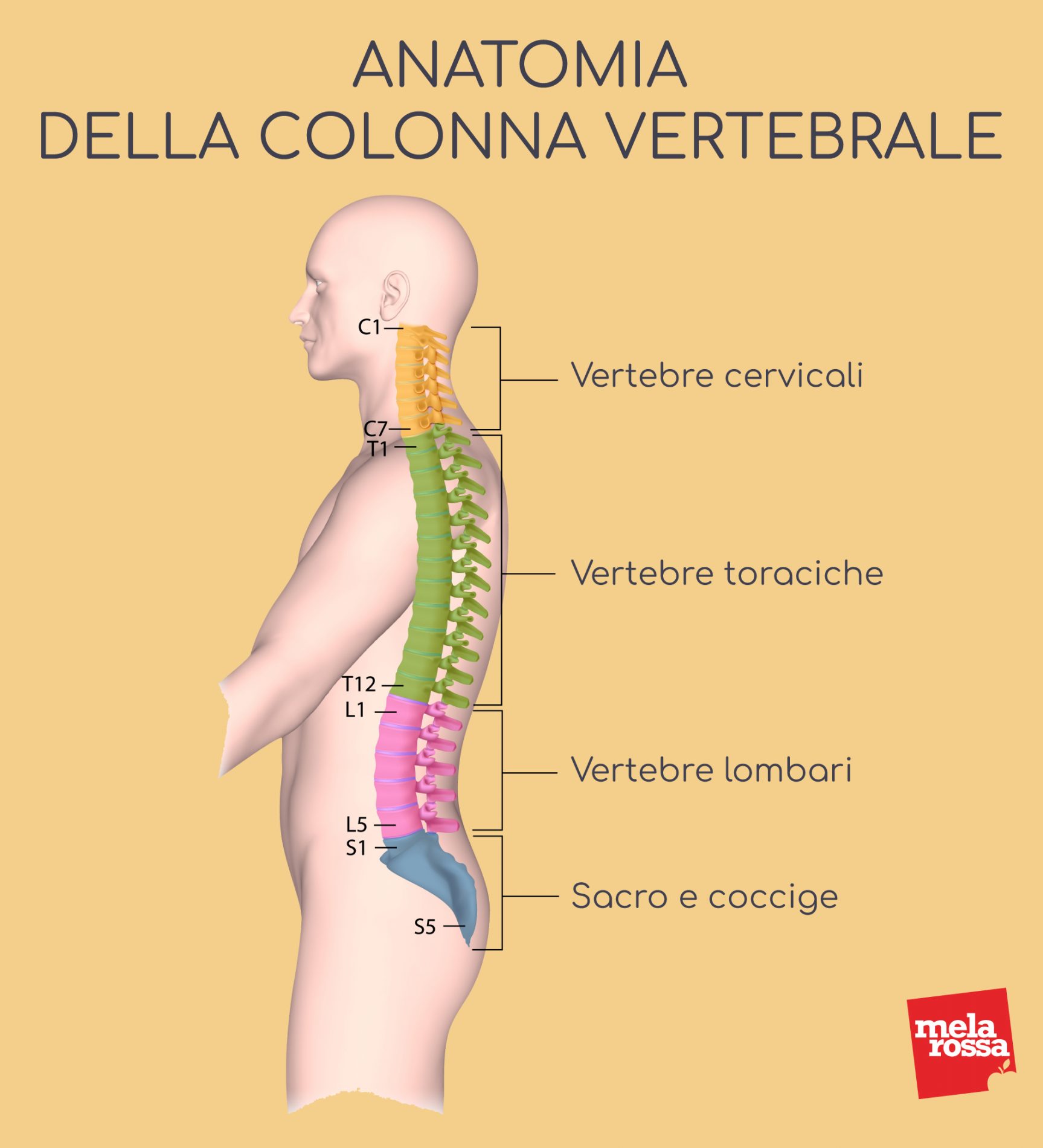 Ernia del disco: che cos'è, cause, tipi, sintomi, diagnosi e prevenzione 2 ernia del disco: anatomia della colonna vertebrale