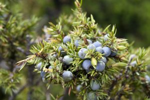 Ginepro: propriet&agrave;, benefici e usi in cucina