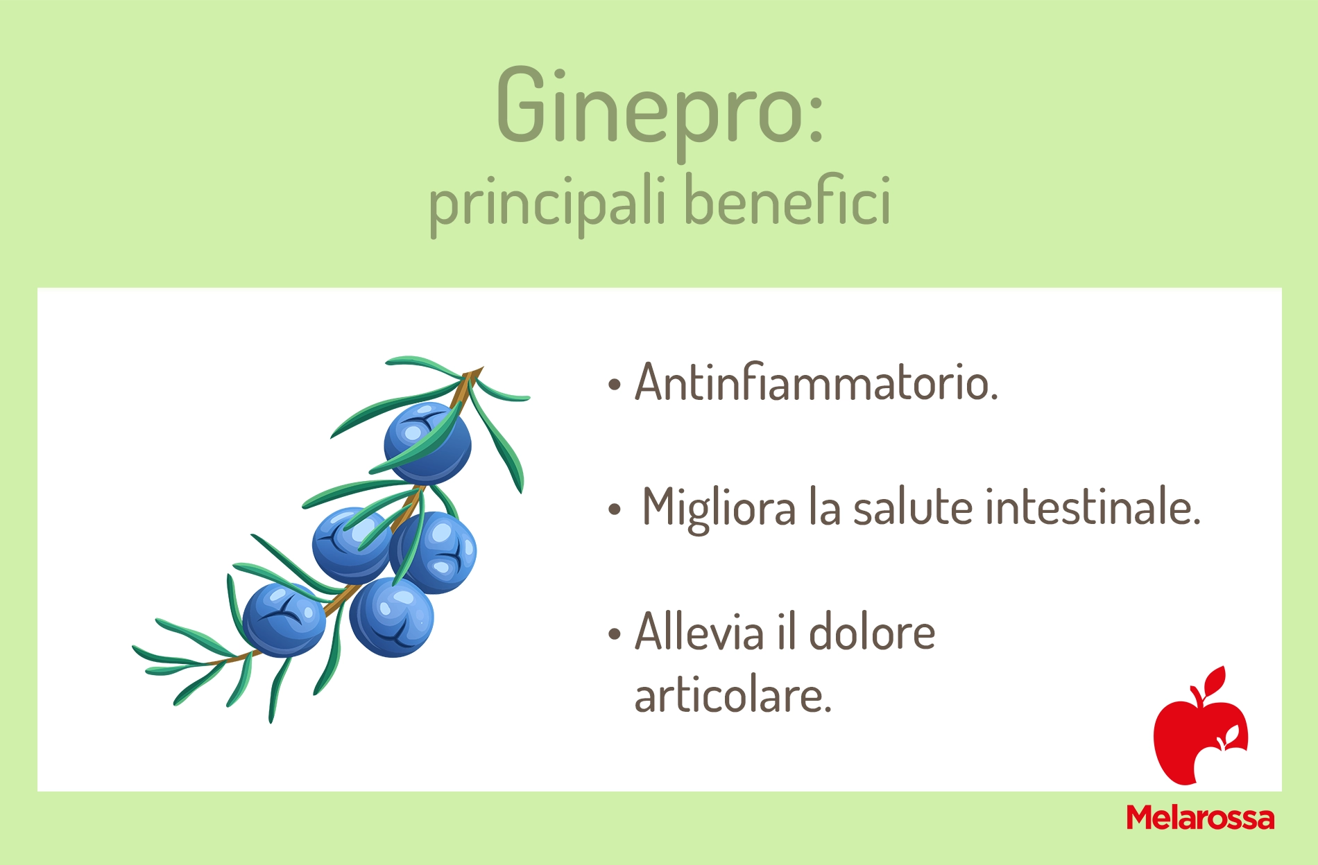 Ginepro: proprietà, benefici e usi in cucina 2 Grafica sui benefici del ginepro
