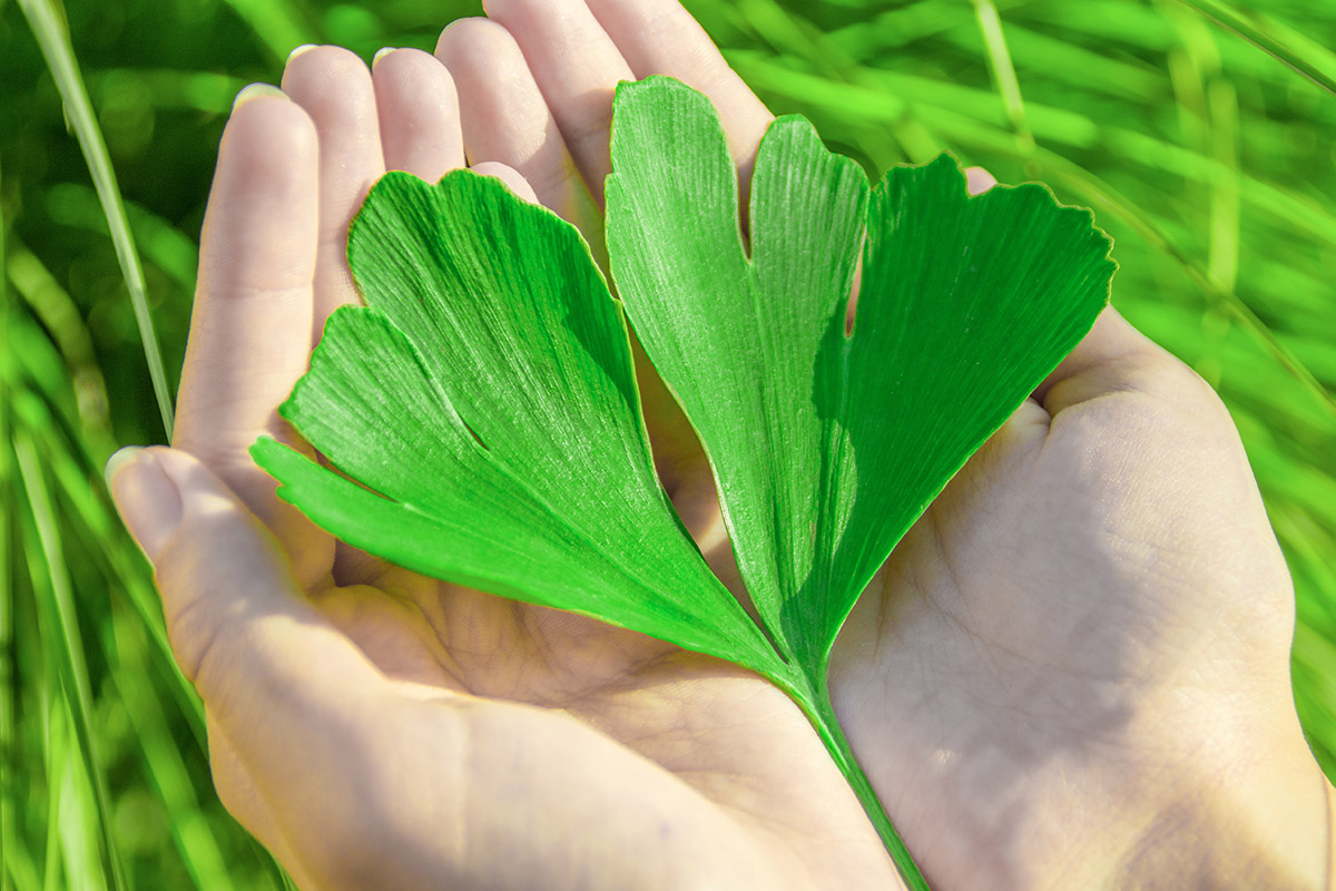 Ginkgo biloba: che cos'è, benefici, valori nutrizionali e usi in cucina 14 Ginkgo biloba: benefici