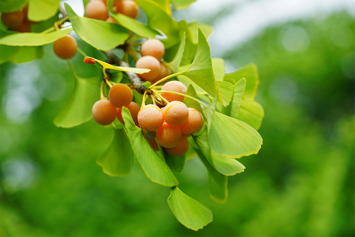 Ginkgo biloba: che cos'è, benefici, valori nutrizionali e usi in cucina 12 Ginkgo biloba: botanica