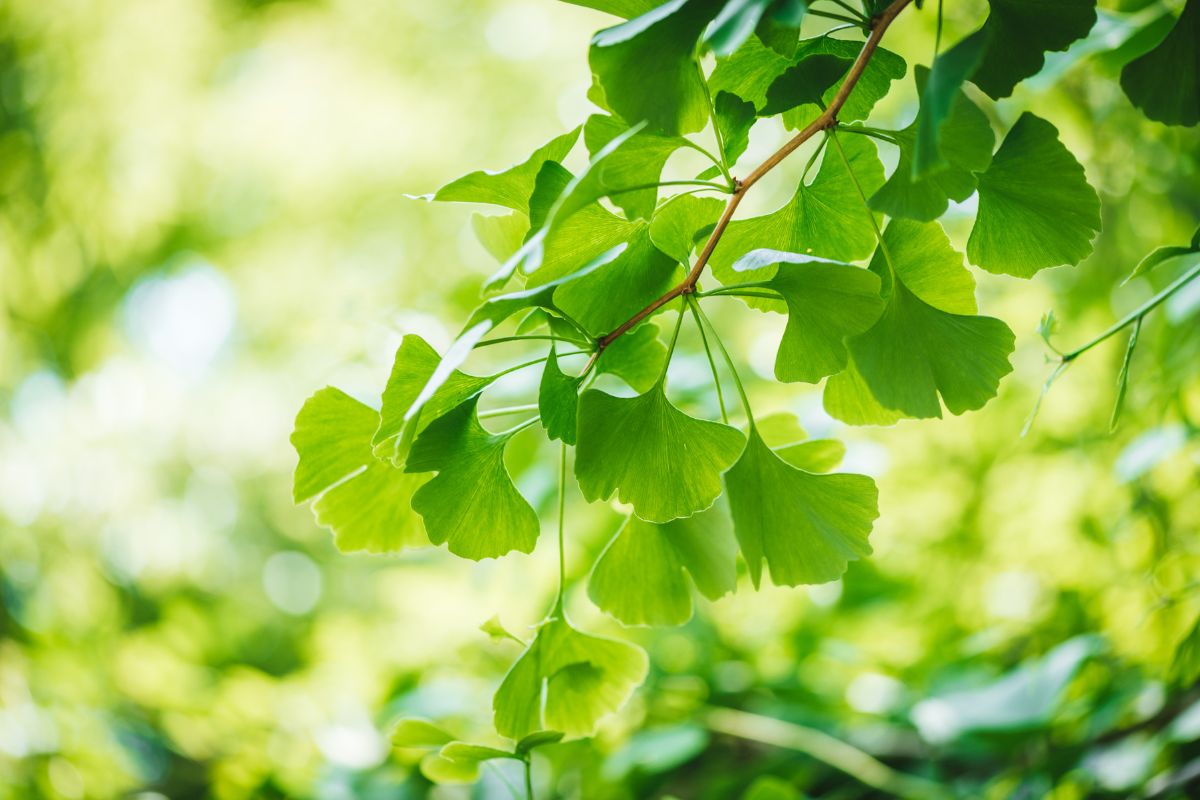 Ginkgo biloba: che cos'è, benefici, valori nutrizionali e usi in cucina 13 Gingko biloba: le foglie
