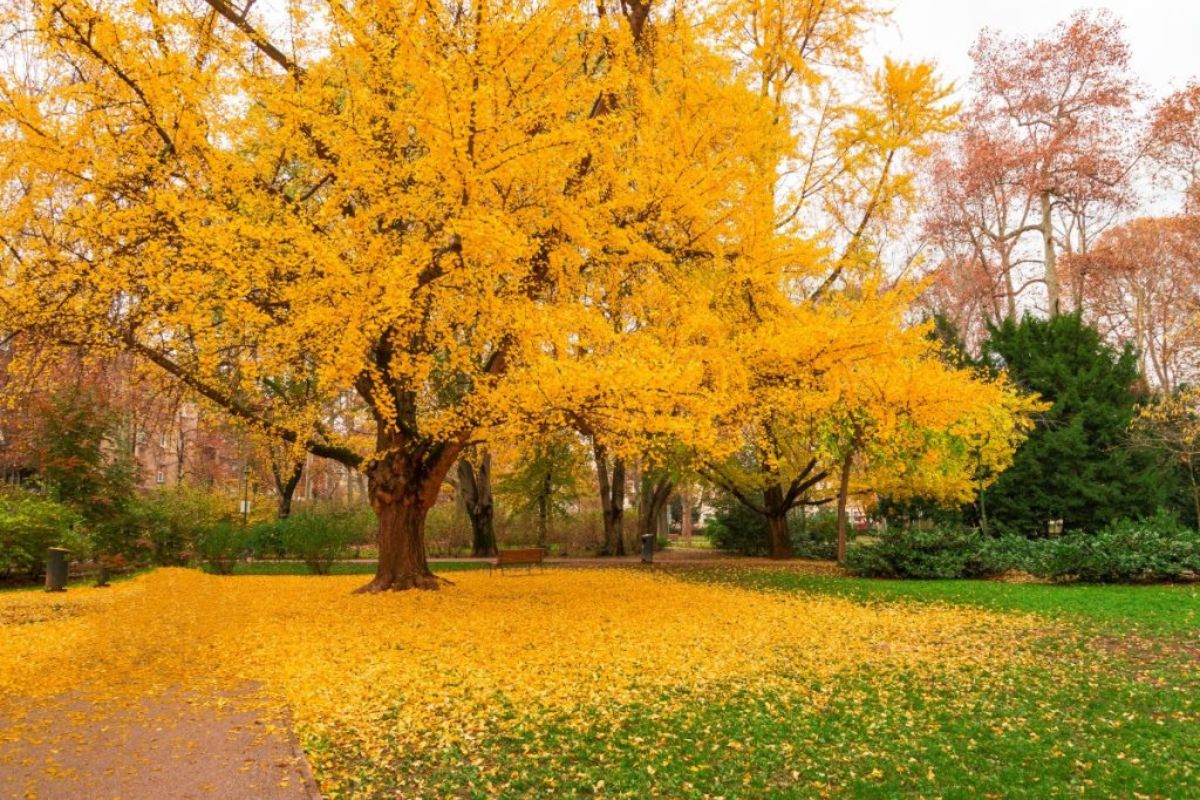 Ginkgo biloba: che cos'è, benefici, valori nutrizionali e usi in cucina 1 Ginkgo biloba: la pianta