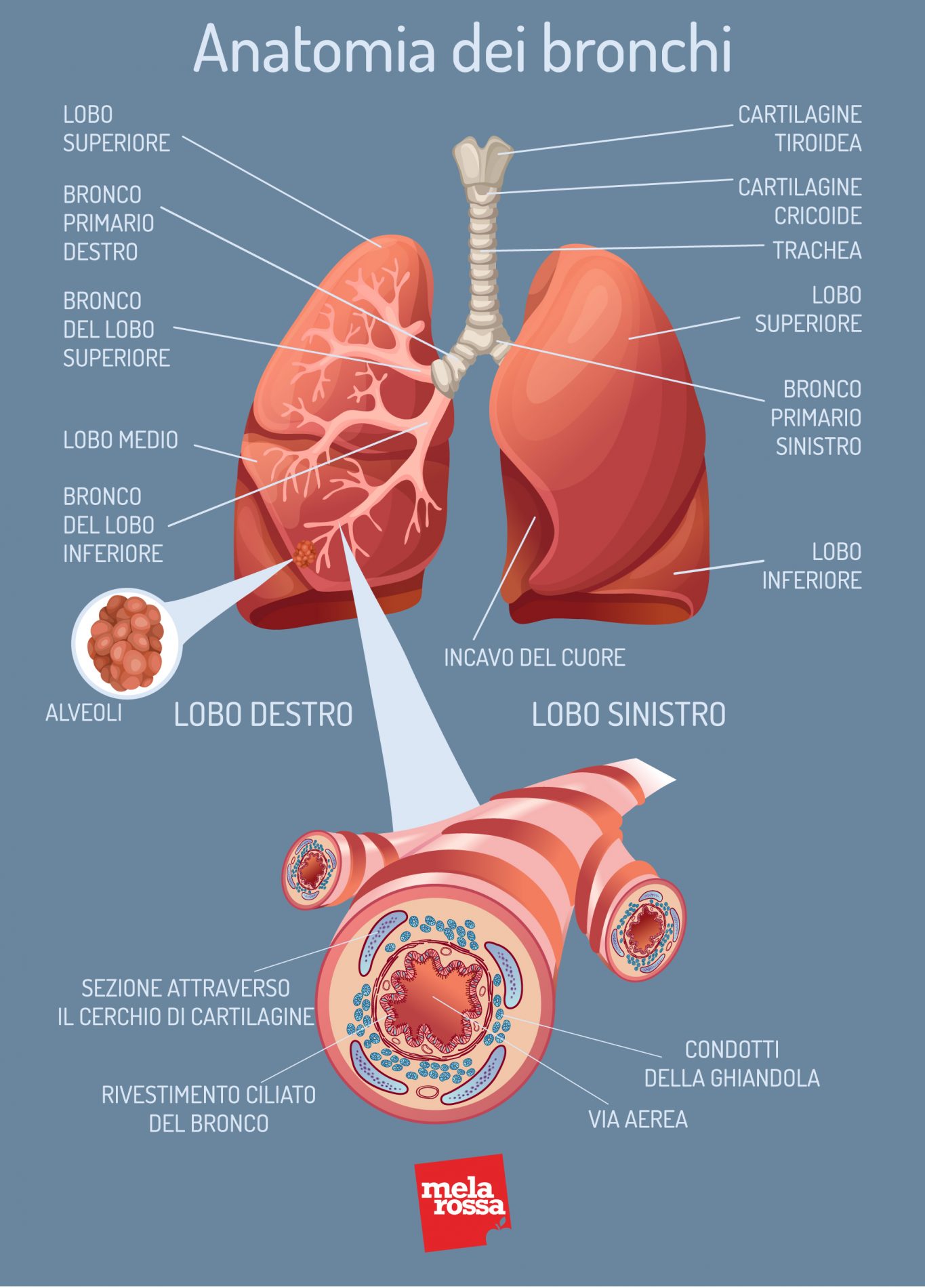 Insufficienza respiratoria: che cos'è, cause, sintomi, trattamenti 1 Insufficienza respiratoria: anatomia bronchi