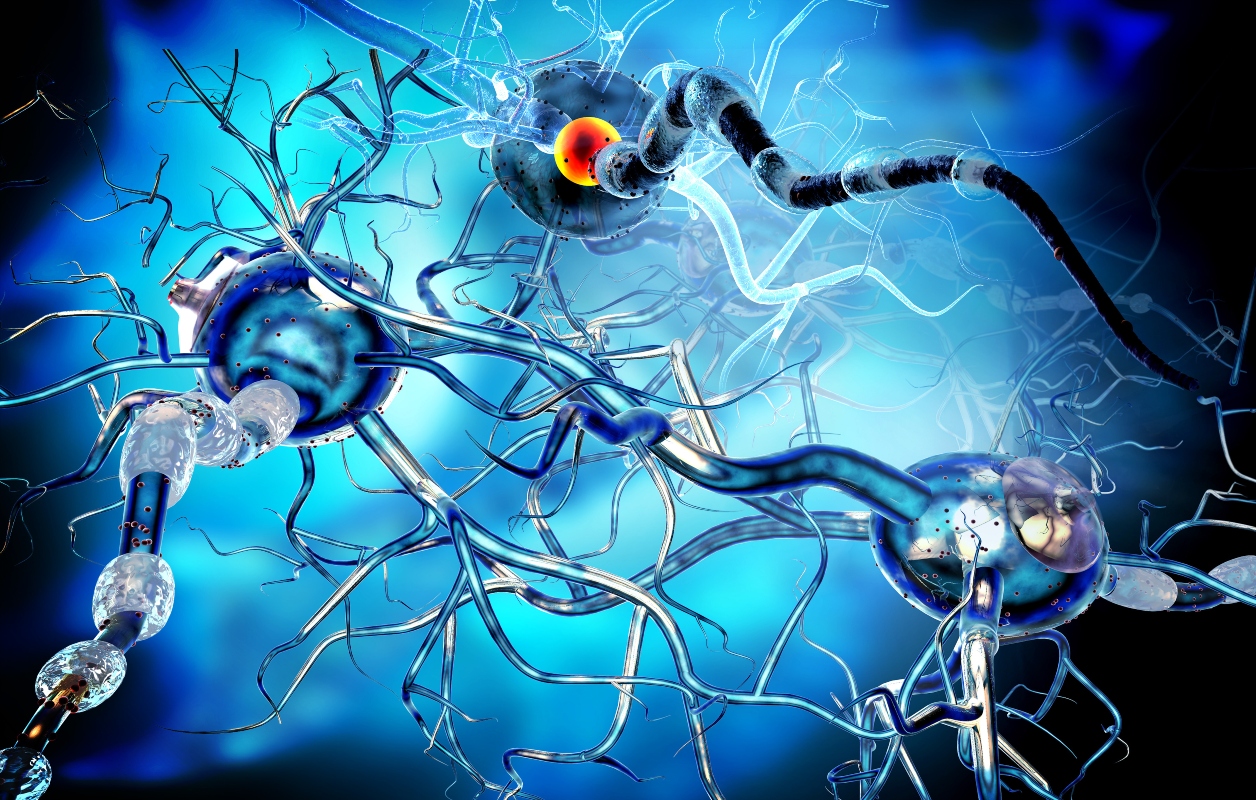 Meningite: cos'è, epidemiologia, cause, contagio, sintomi, trattamenti, decorso e prevenzione 1 meningite come si manifesta