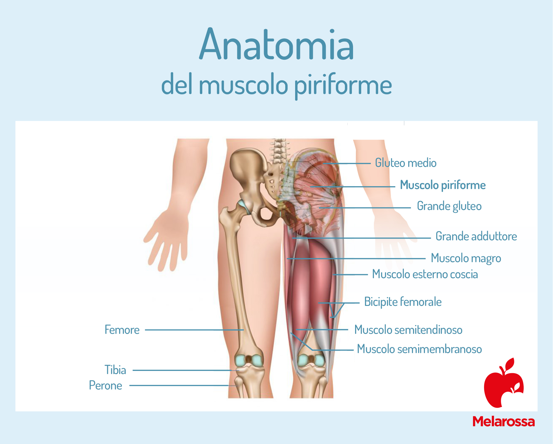 Sindrome del piriforme: cos'è, anatomia, cause, sintomi, cura e prevenzione 1 Muscolo piriforme: anatomia