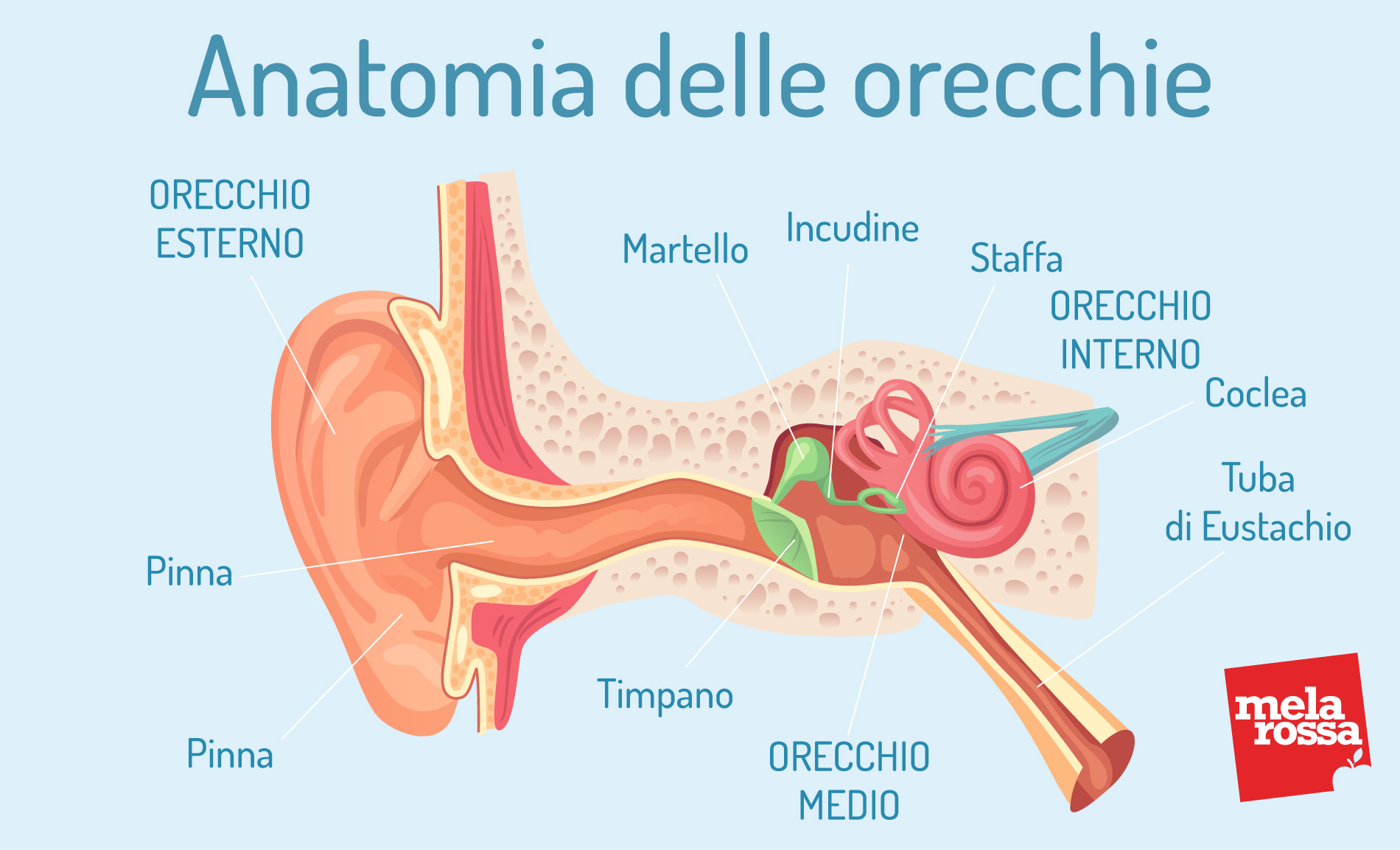Acufene: cos'è, classificazione, cause, cure e rimedi per fischio e ronzio 2 Acufene: anatomia delle orecchie
