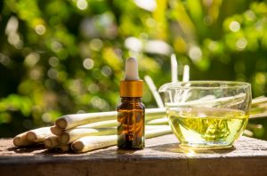 Citronella: cos&rsquo;&egrave;, propriet&agrave; terapeutiche, coltivazione della pianta anti zanzare e ricette