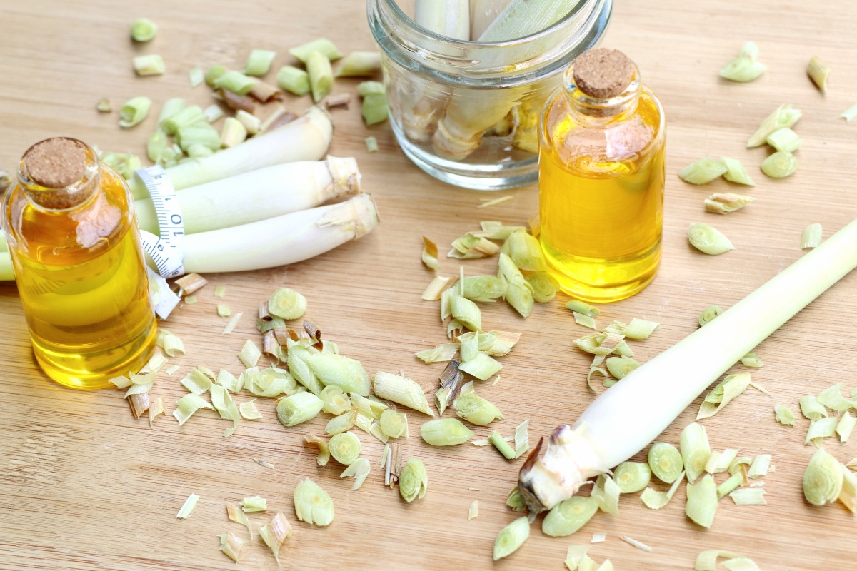 Citronella: cos'è, proprietà terapeutiche, coltivazione della pianta anti zanzare e ricette 10 citronella: guida all'acquisto