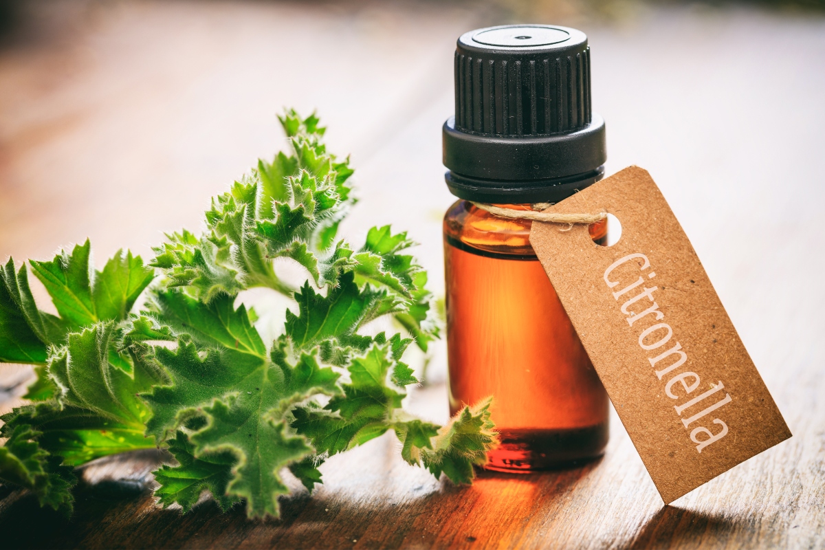 Citronella: cos'è, proprietà terapeutiche, coltivazione della pianta anti zanzare e ricette 4 citronella: proprietà terapeutiche