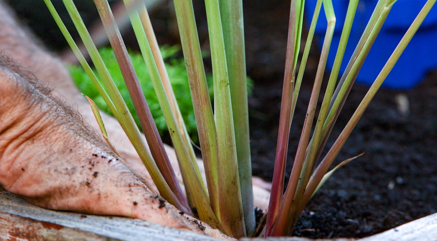 Citronella: cos'è, proprietà terapeutiche, coltivazione della pianta anti zanzare e ricette 27 citronella: riproduzione