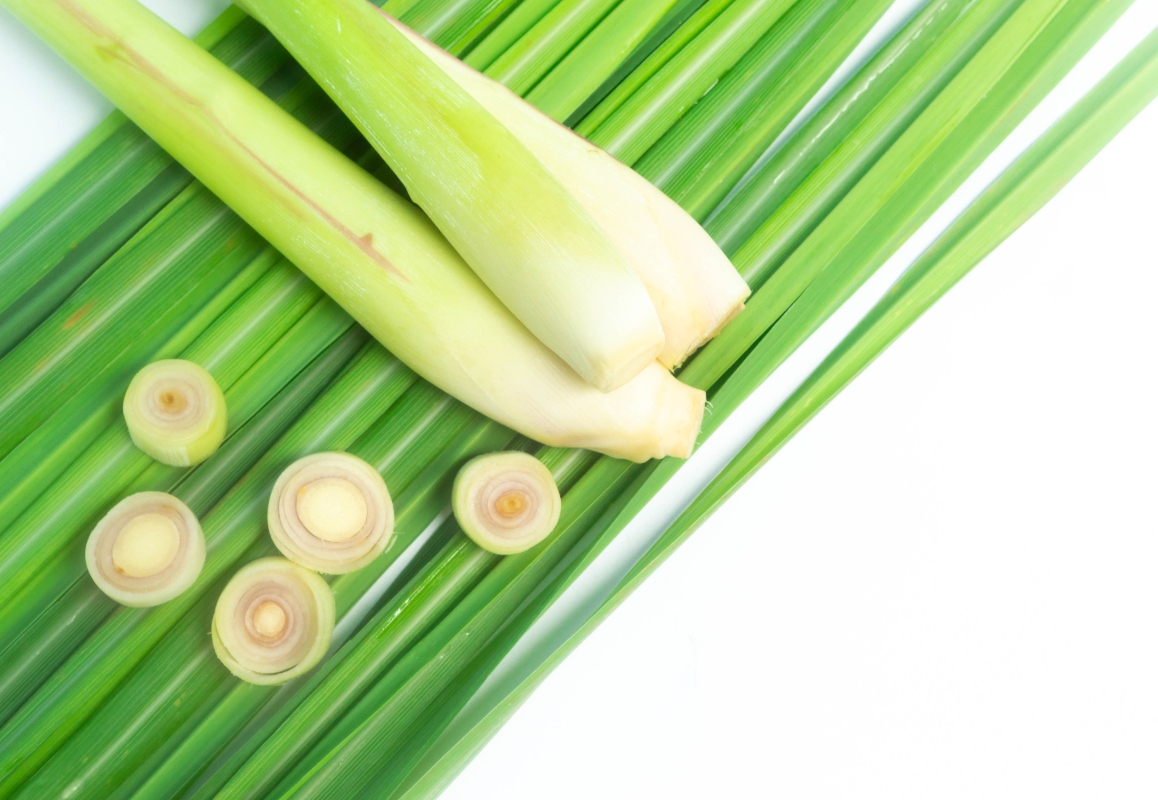Citronella: cos'è, proprietà terapeutiche, coltivazione della pianta anti zanzare e ricette 15 citronella: usi in cucina