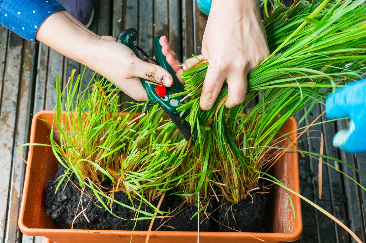 Citronella: cos'è, proprietà terapeutiche, coltivazione della pianta anti zanzare e ricette 25 come coltivare la citronella