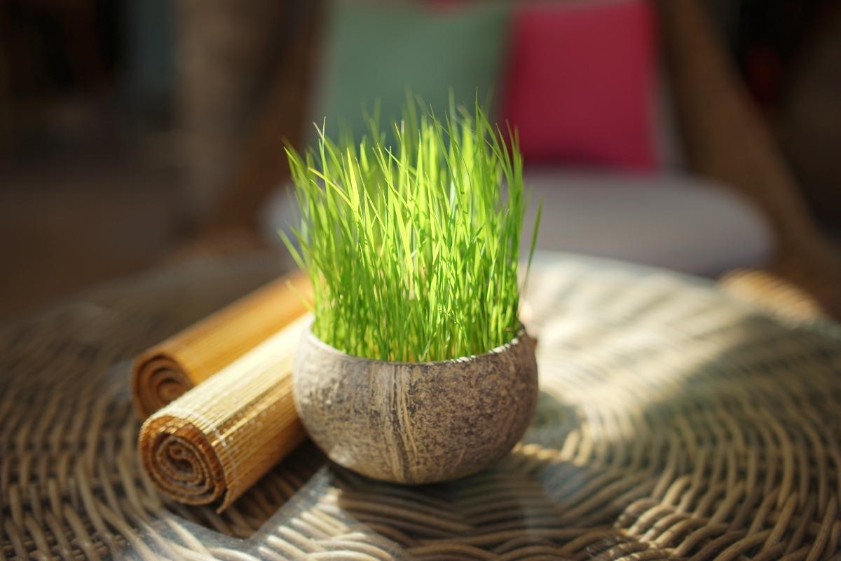 Citronella: cos'è, proprietà terapeutiche, coltivazione della pianta anti zanzare e ricette 21 Citronella: come coltivarla
