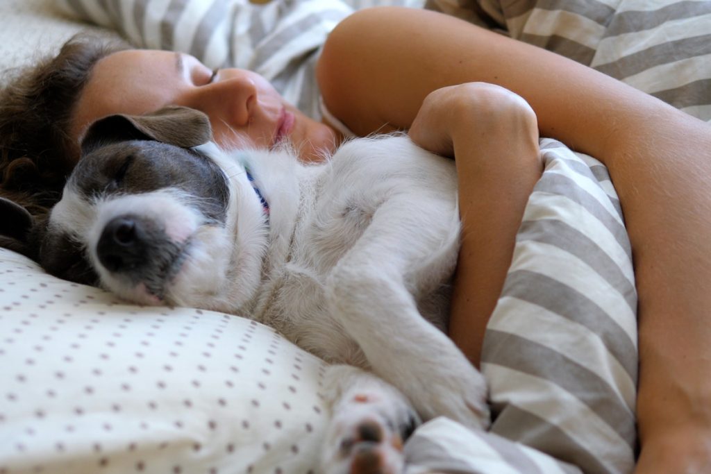 Come si igienizza un materasso? Ecco come eliminare acari, funghi, batteri e cimici 1 materassi dormire con cane