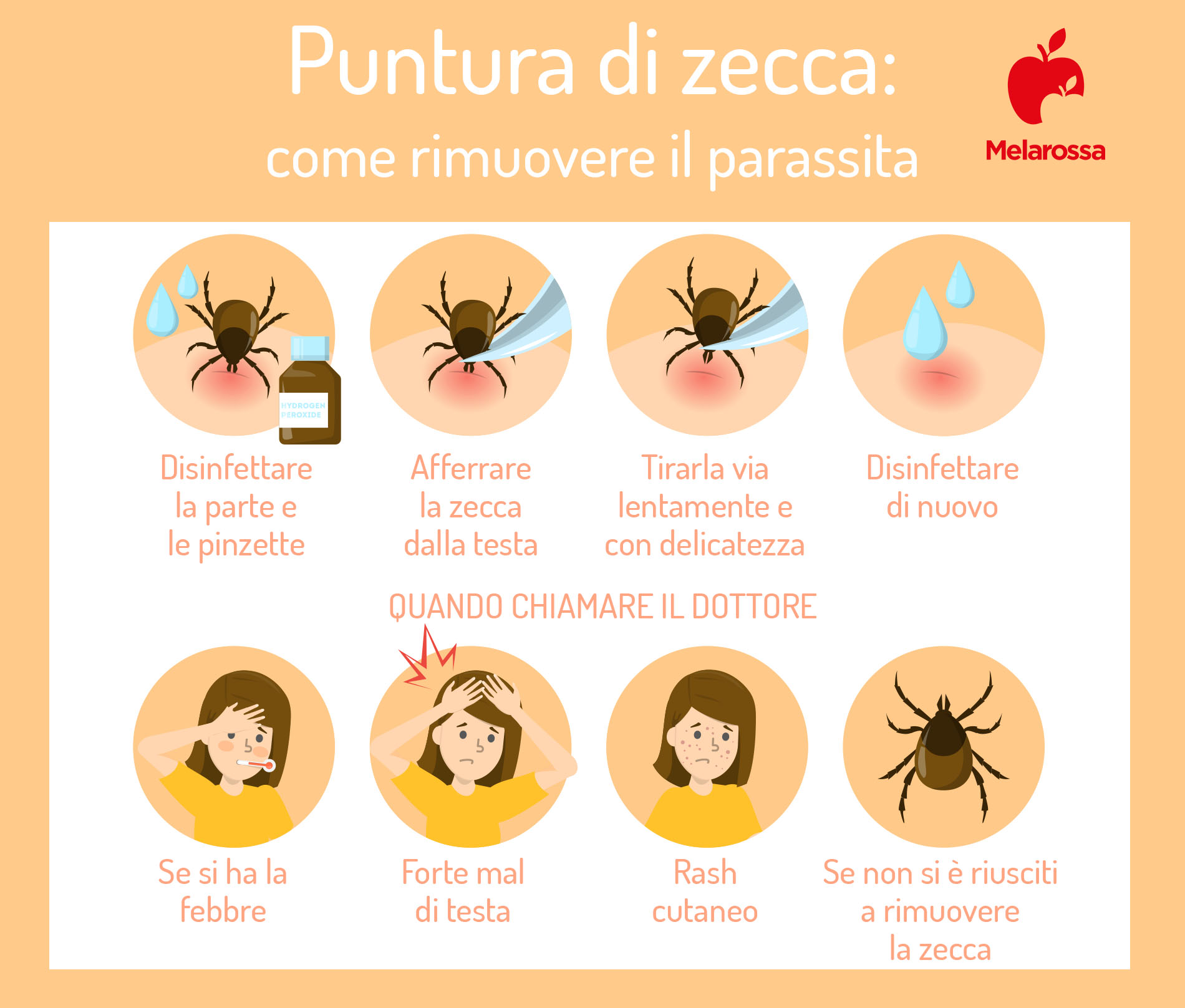 Puntura o morso di zecca: rischio, cura e prevenzione 3 Puntura di zecca: come rimuovere una zecca