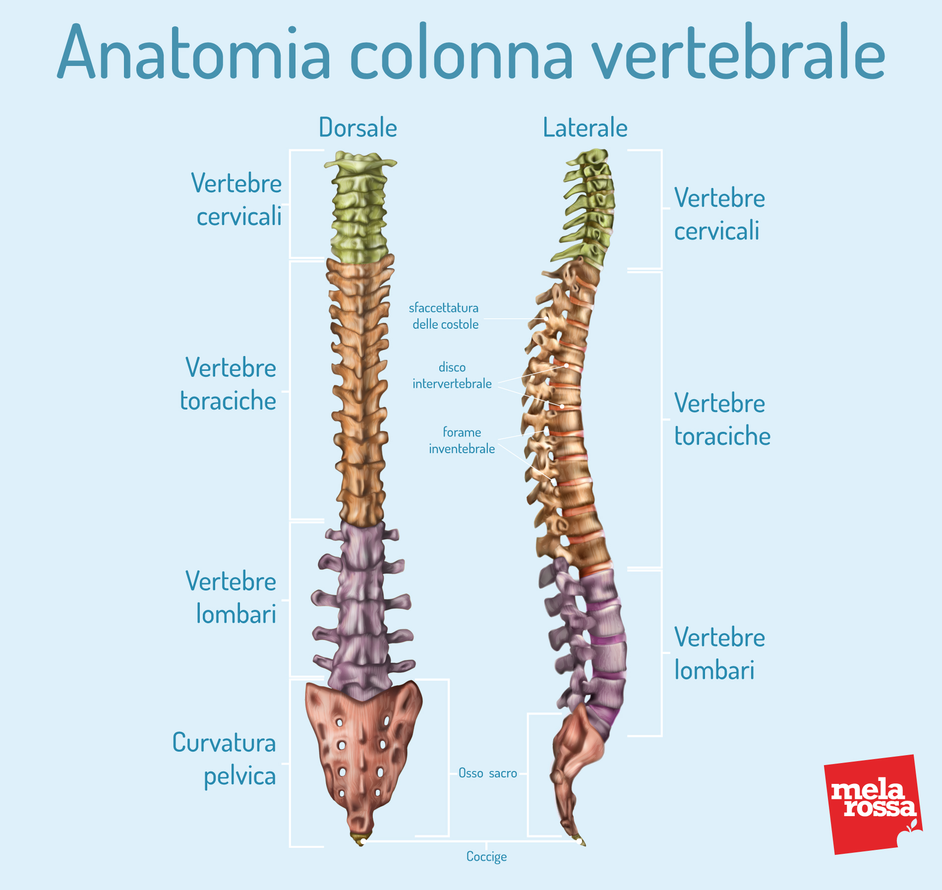 Scoliosi: cos'è, classificazioni, cause, sintomi e cura 2 Scoliosi: anatomia della colonna vertebrale