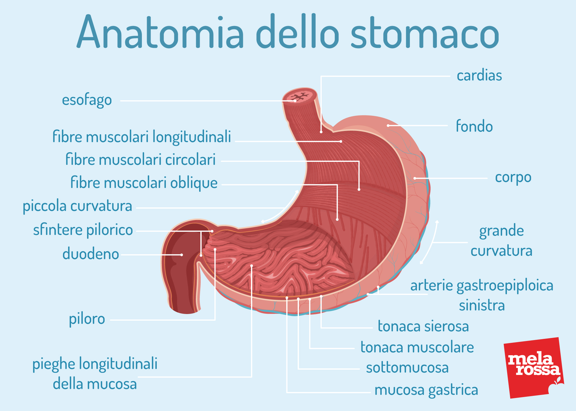 Stomaco: anatomia e funzioni. Dalla digestione al mal di stomaco 1 anatomia dello stomaco: come è fatto