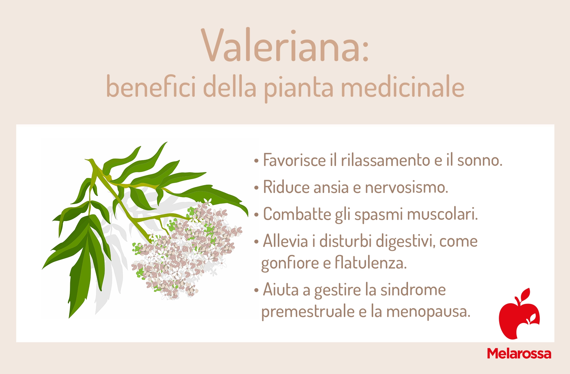 Valeriana officinalis: proprietà, benefici, quando usarla e controindicazioni 1 benefici della valeriana