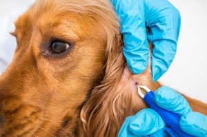 Malattia di Lyme: cos&rsquo;&egrave;, cause e fattori di rischio, sintomi, diagnosi, cure e prevenzione