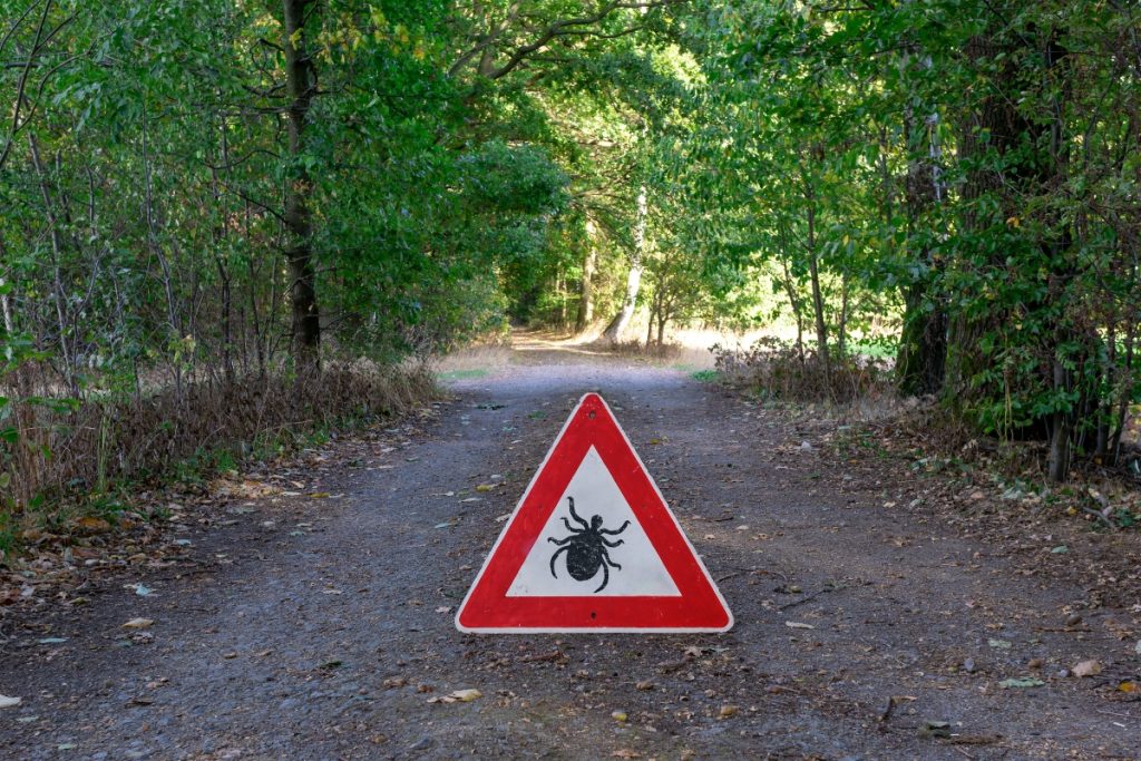 Malattia di Lyme: cos'è, cause e fattori di rischio, sintomi, diagnosi, cure e prevenzione 8 malattia di Lyme: prevenzione