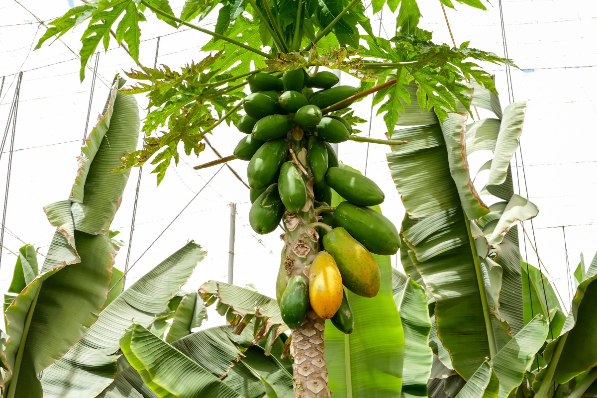 Papaya, frutto e integratore naturale: valori nutrizionali, benefici per la salute e usi in cucina 6 papaya: storia