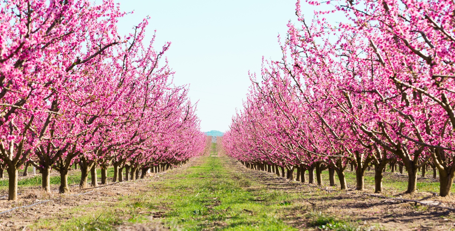 Pesche: proprietà, benefici e ricette per gustarle 11 pesche: botanica
