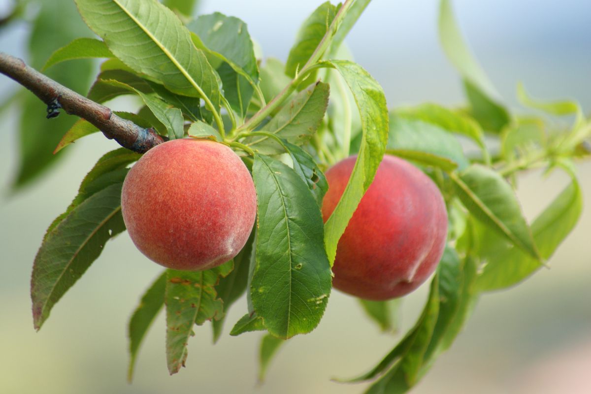 Pesche: proprietà, benefici e ricette per gustarle 1 pesche: cosa sono