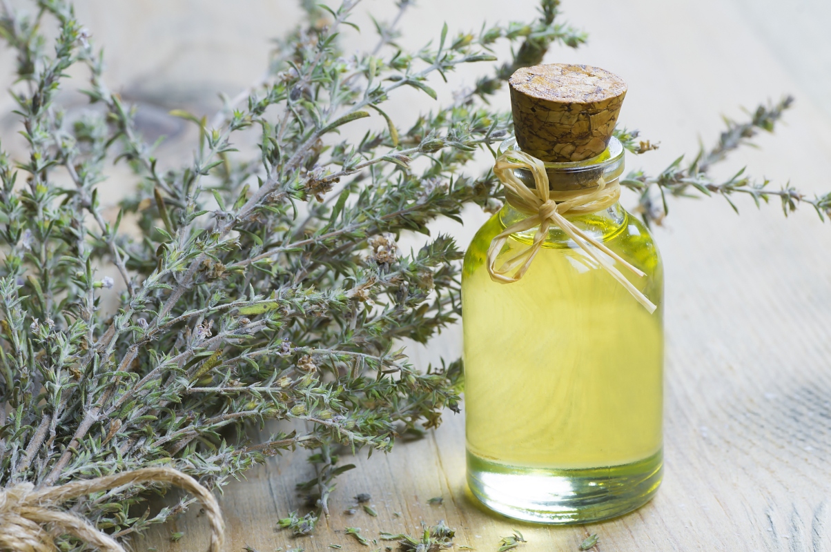 Timo: valori nutrizionali, proprietà medicinali e usi di questa pianta aromatica 6 olio essenziale di timo