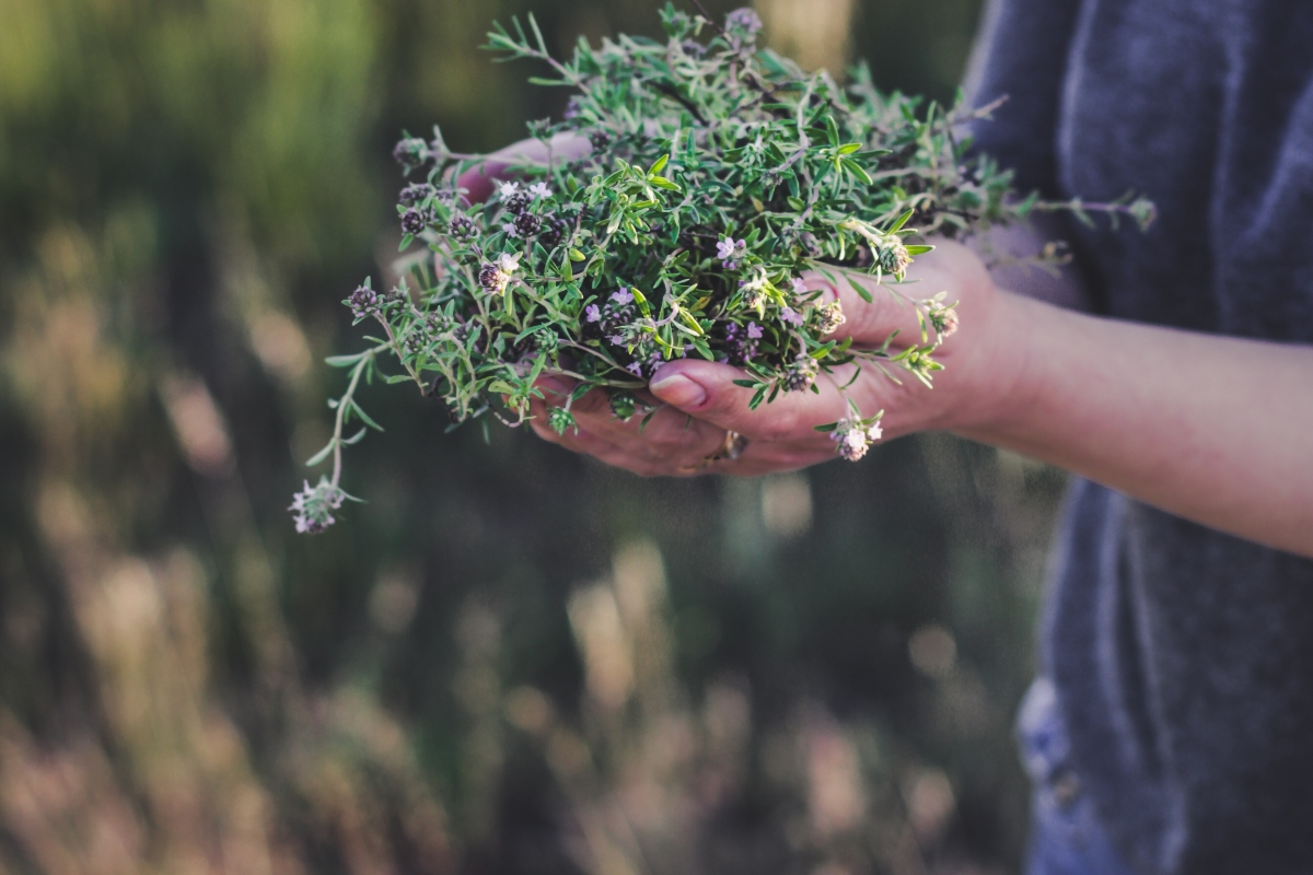 Timo: valori nutrizionali, proprietà medicinali e usi di questa pianta aromatica 2 timo: proprietà medicinali