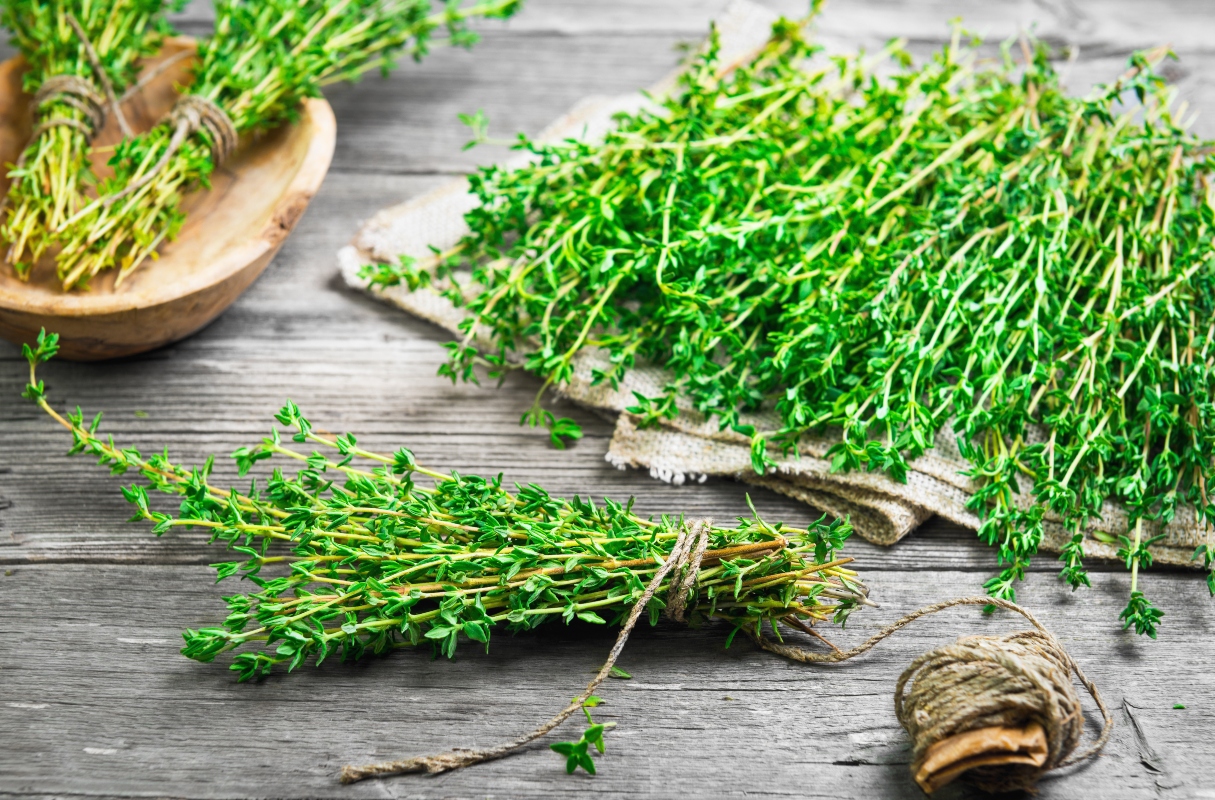Timo: valori nutrizionali, proprietà medicinali e usi di questa pianta aromatica 14 Timo: storia